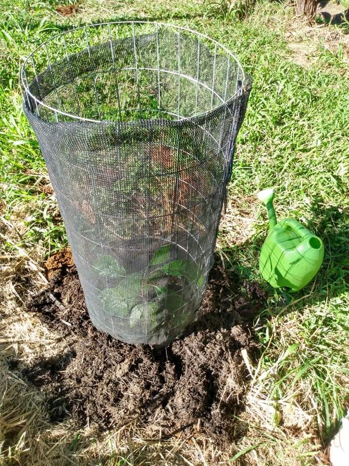 Caging the cacao tree