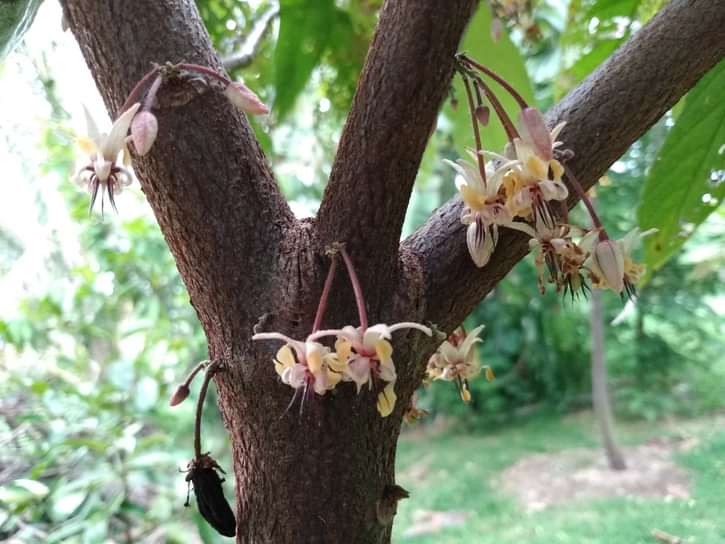 Cacao tree flowering
