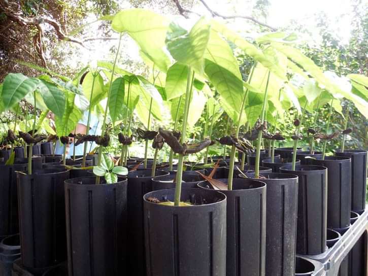 Cacao seedling trees