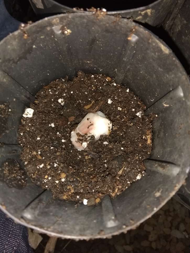 A cacao seed is potted in a grow tube