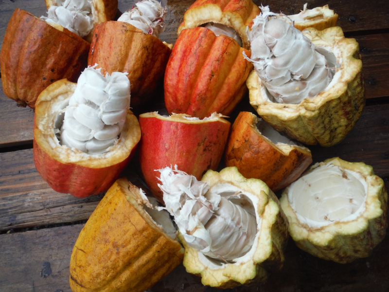 Open cacao pods