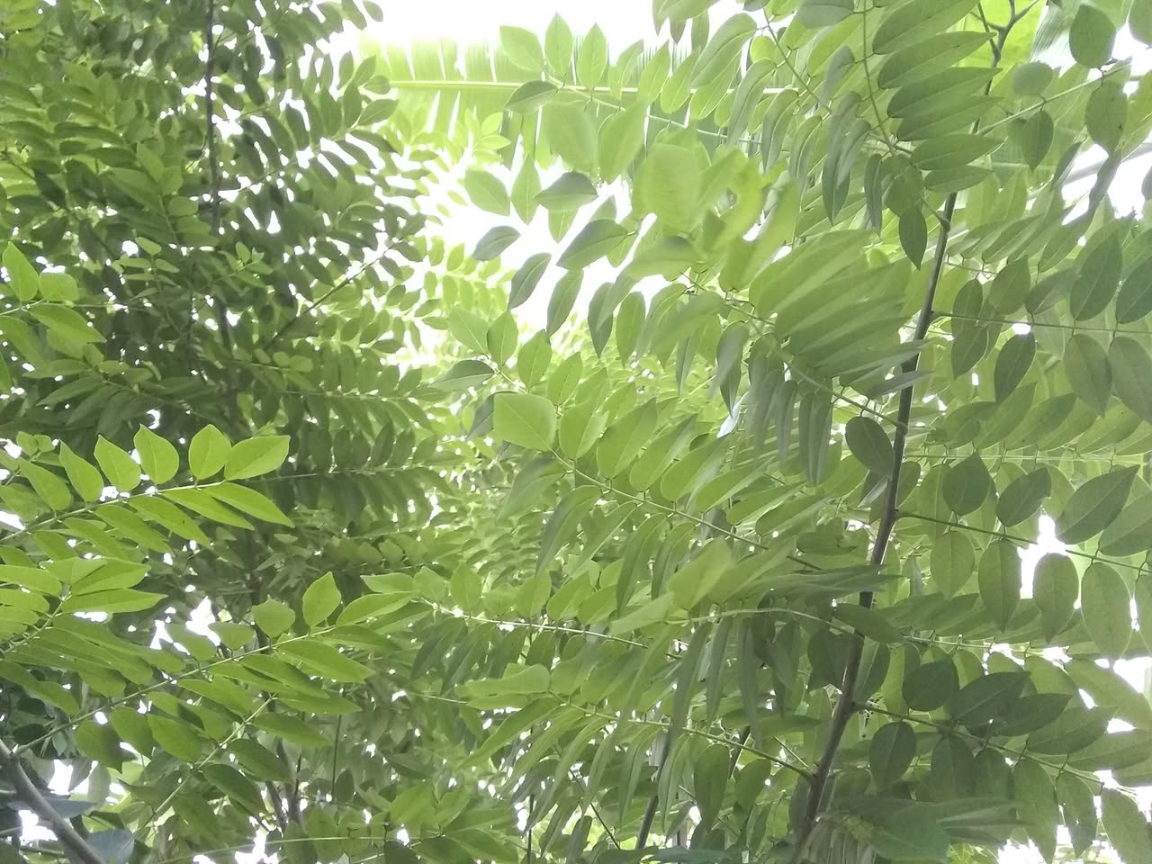 10日目:グリリシデイアを植えた