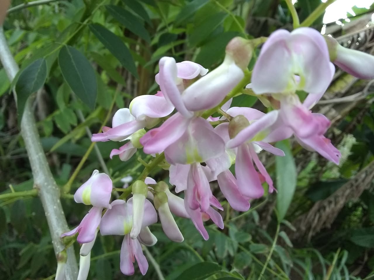 10日目:グリリシデイアを植えた