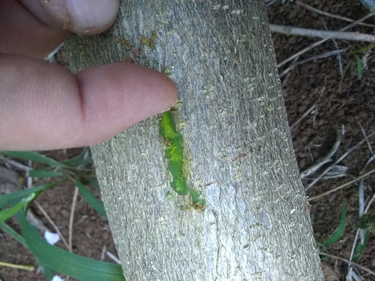 10日目:グリリシデイアを植えた