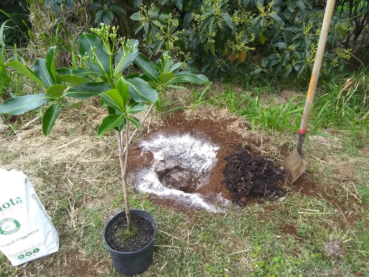 100日目:プアケニケニを植えた
