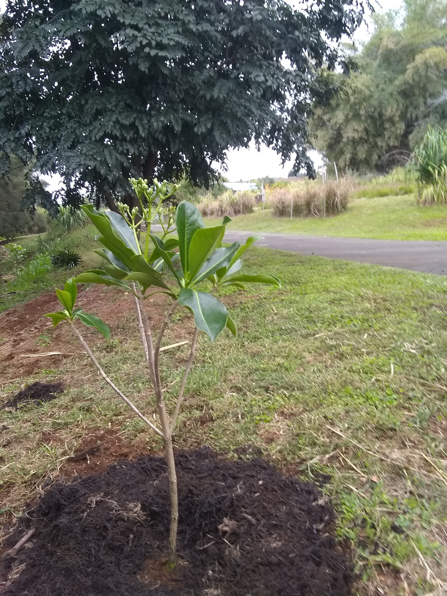 100日目:プアケニケニを植えた