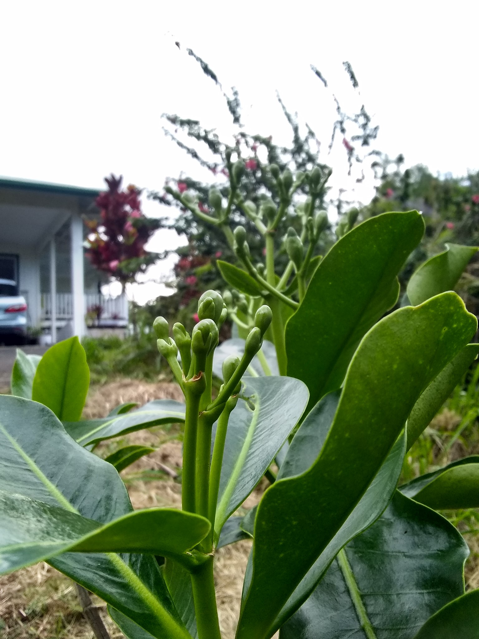 100日目:プアケニケニを植えた