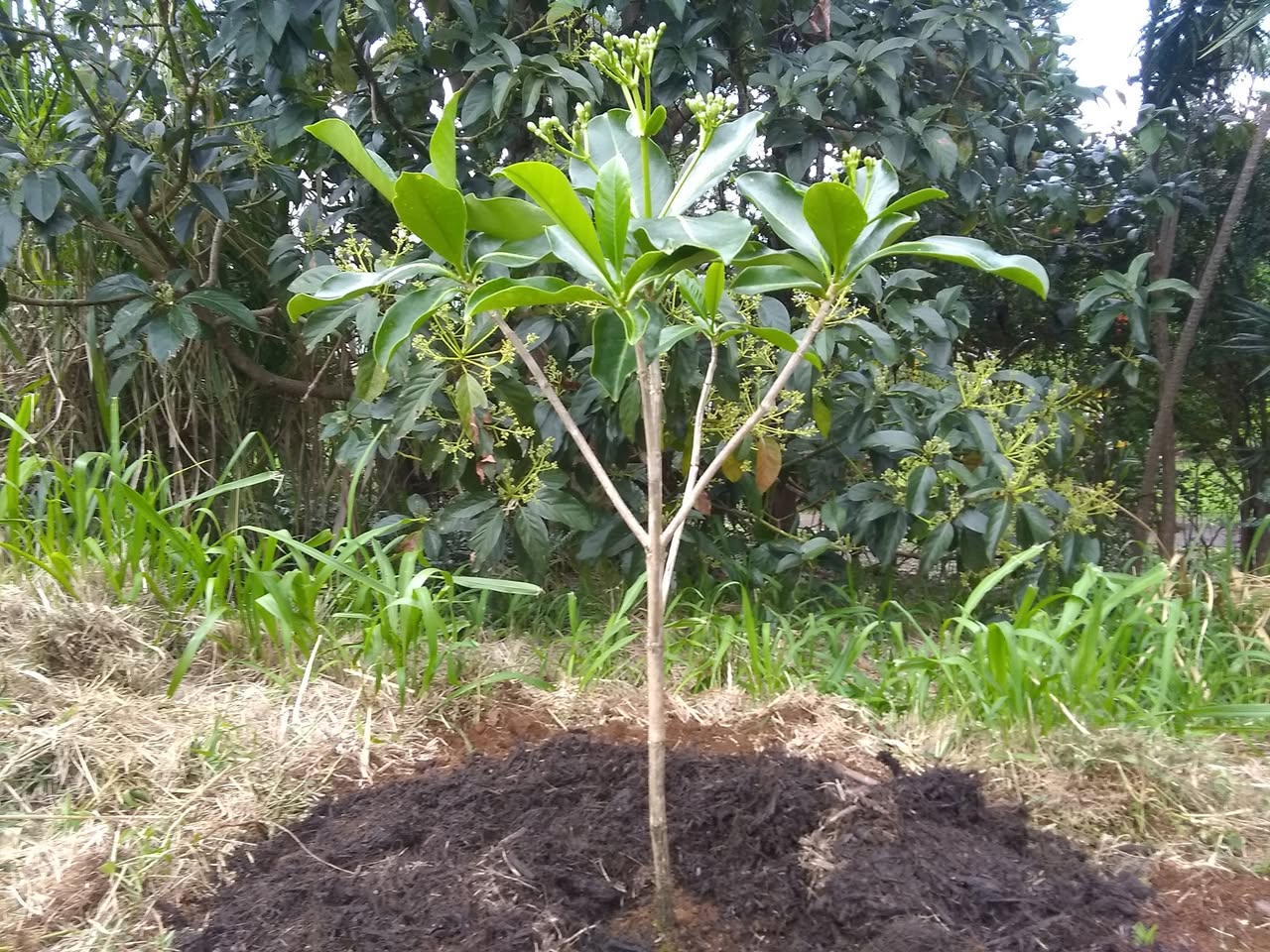 100日目:プアケニケニを植えた