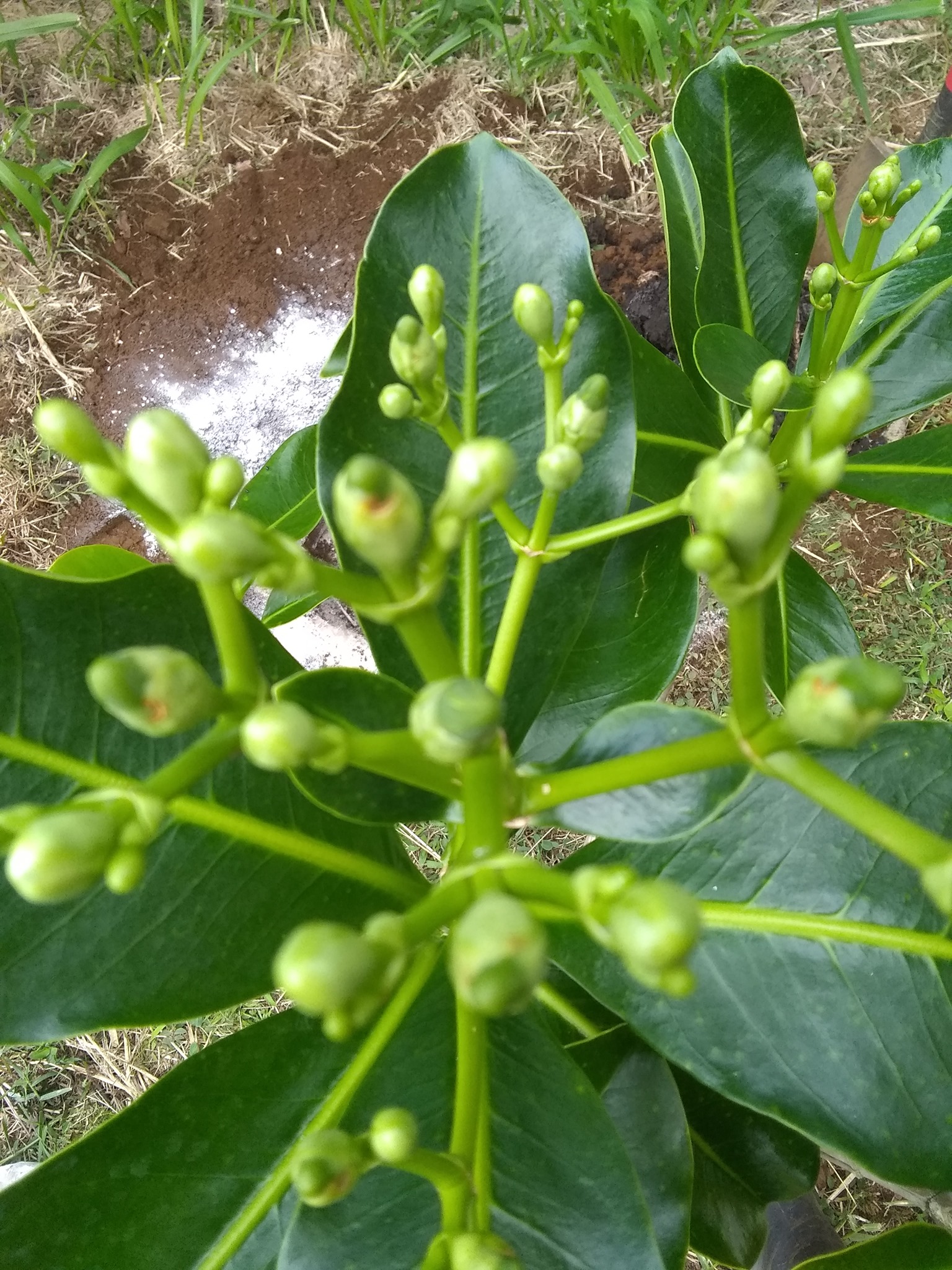 100日目:プアケニケニを植えた