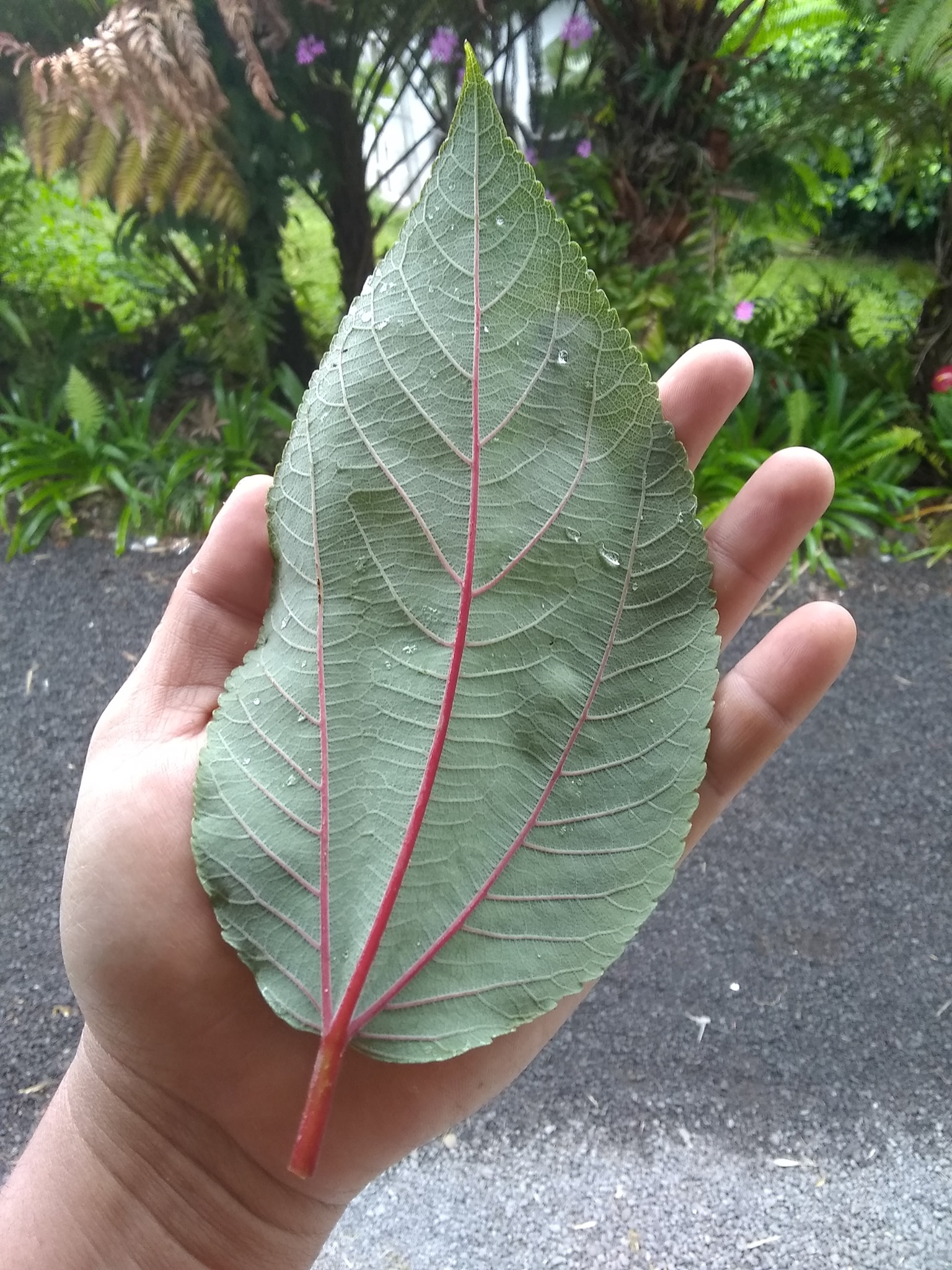101日目:マーマキを植えた