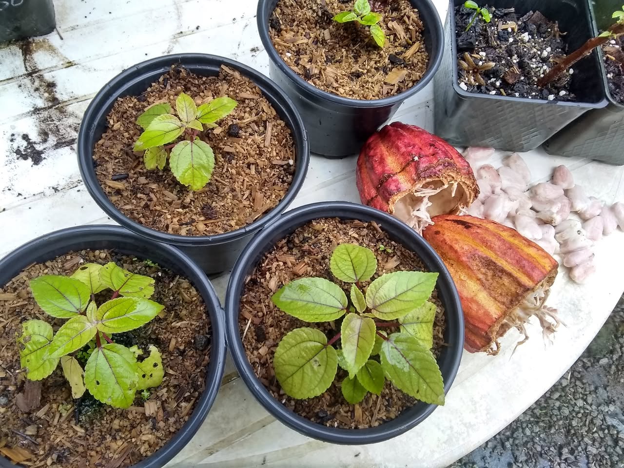 101日目:マーマキを植えた