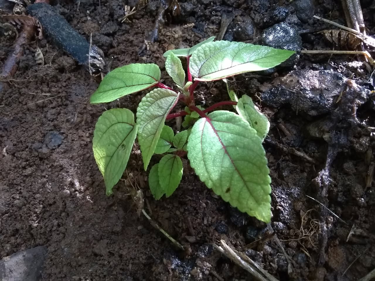 101日目:マーマキを植えた