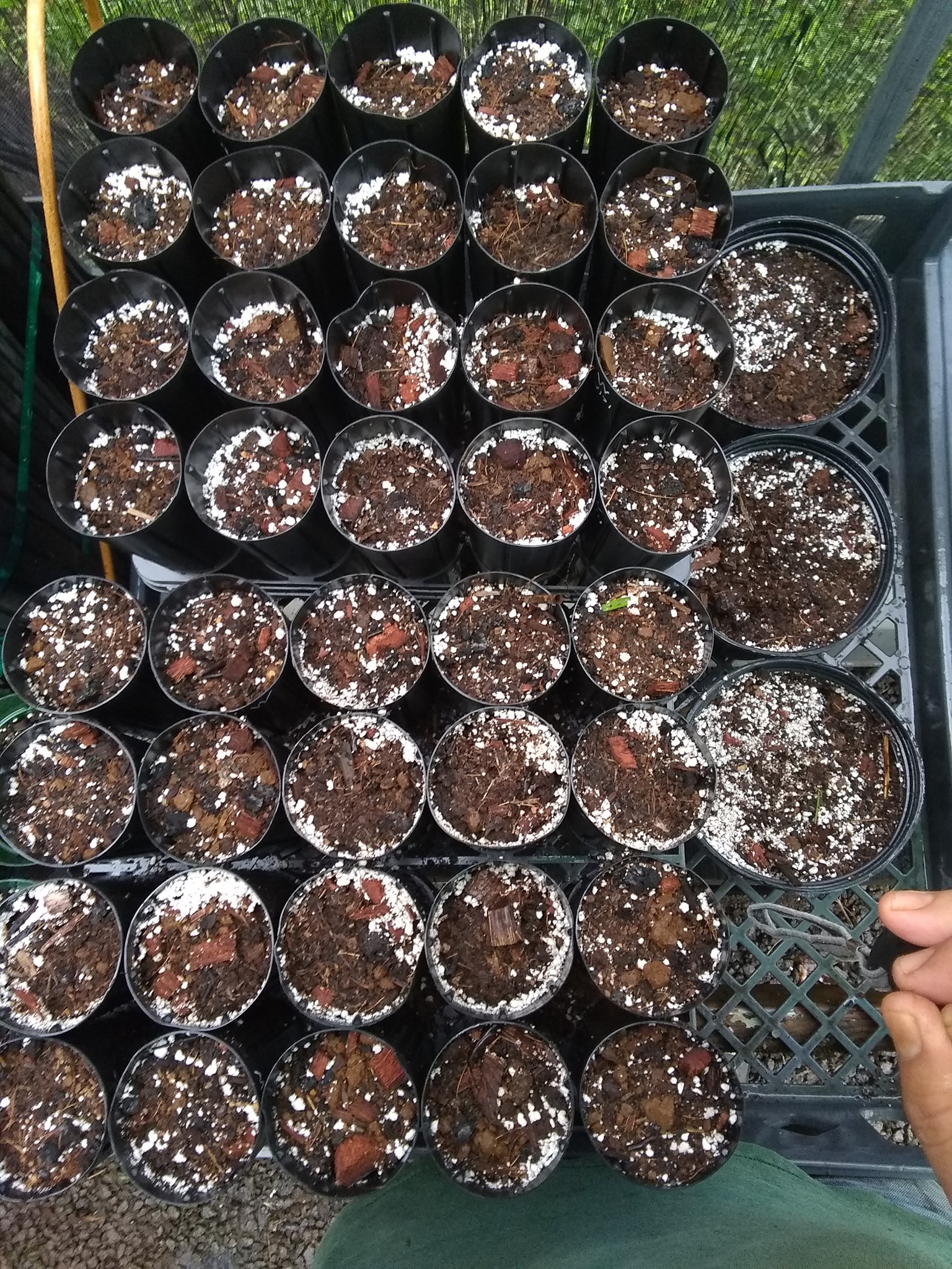 101日目:マーマキを植えた