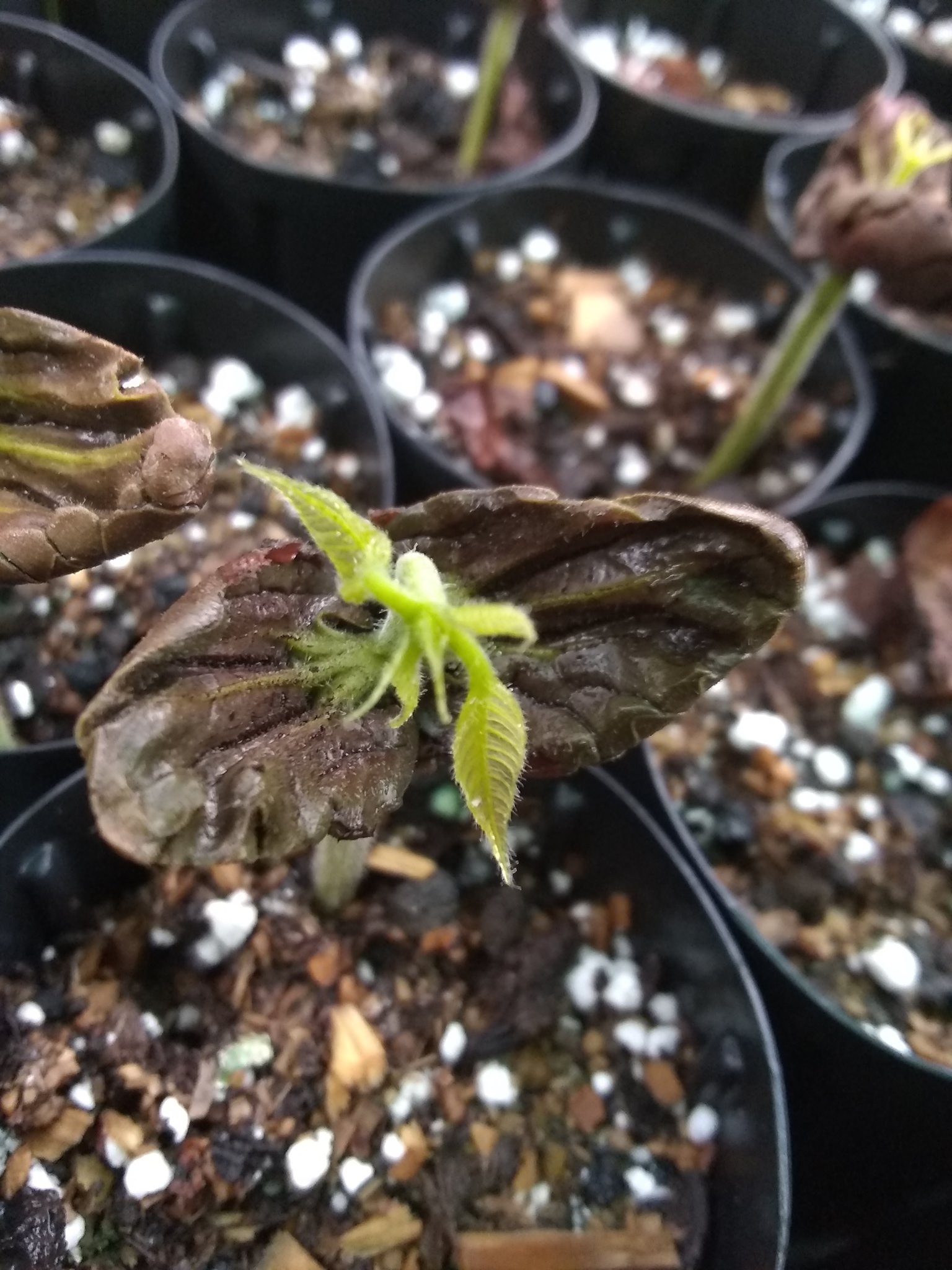 101日目:マーマキを植えた
