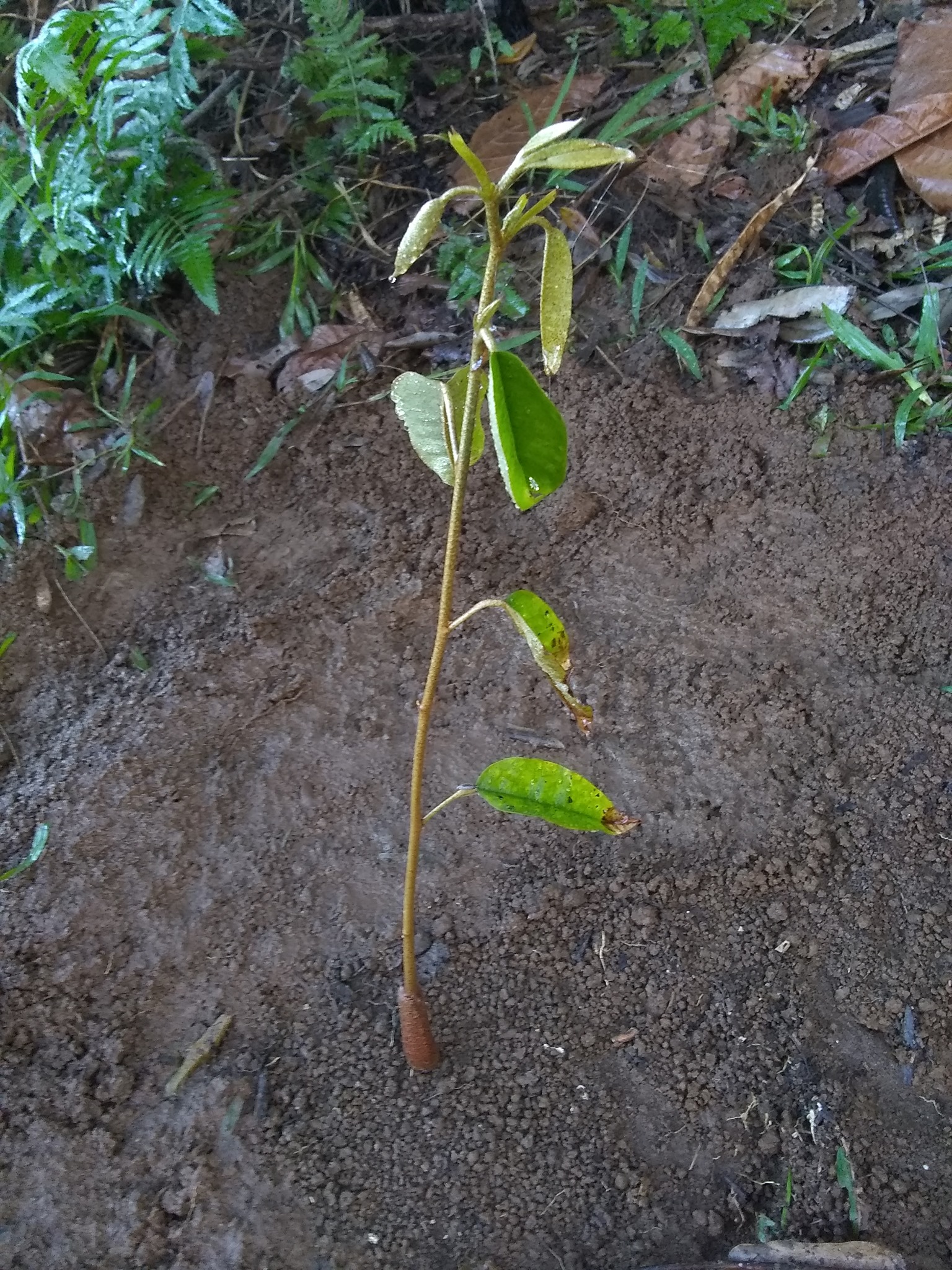 102日目:ドリアンを植えた