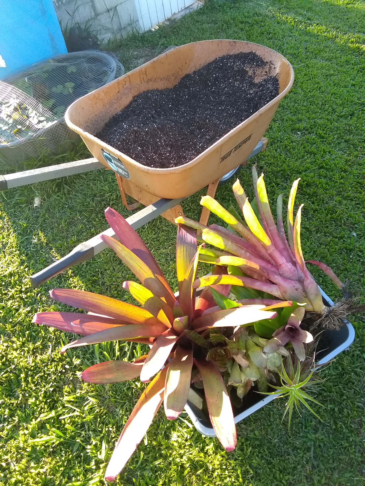 102日目:ドリアンを植えた
