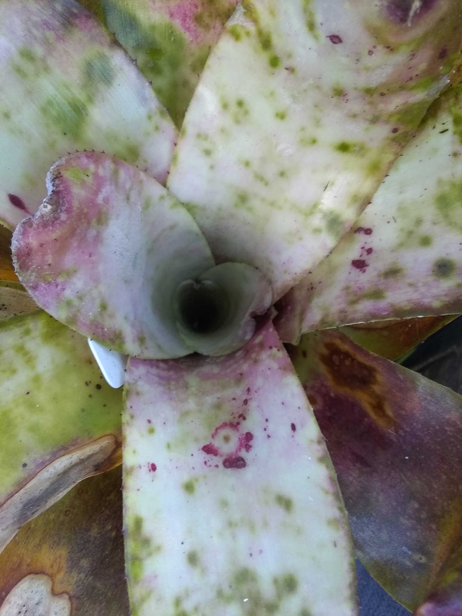102日目:ドリアンを植えた