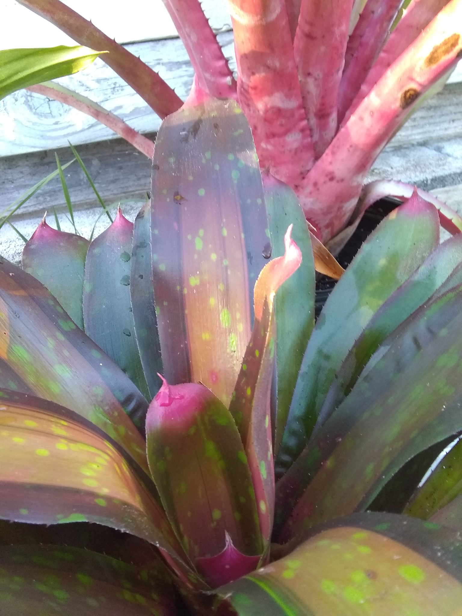 102日目:ドリアンを植えた
