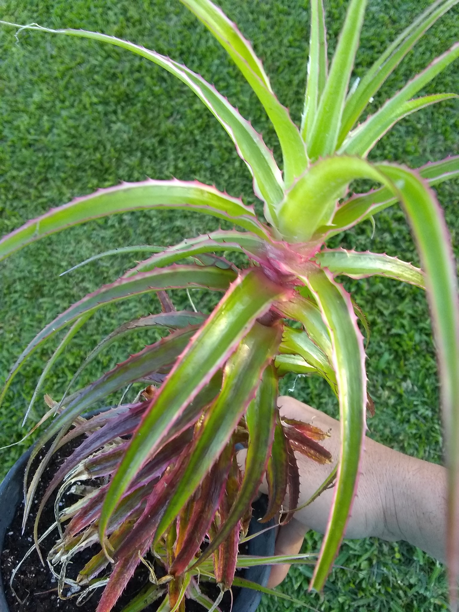 102日目:ドリアンを植えた