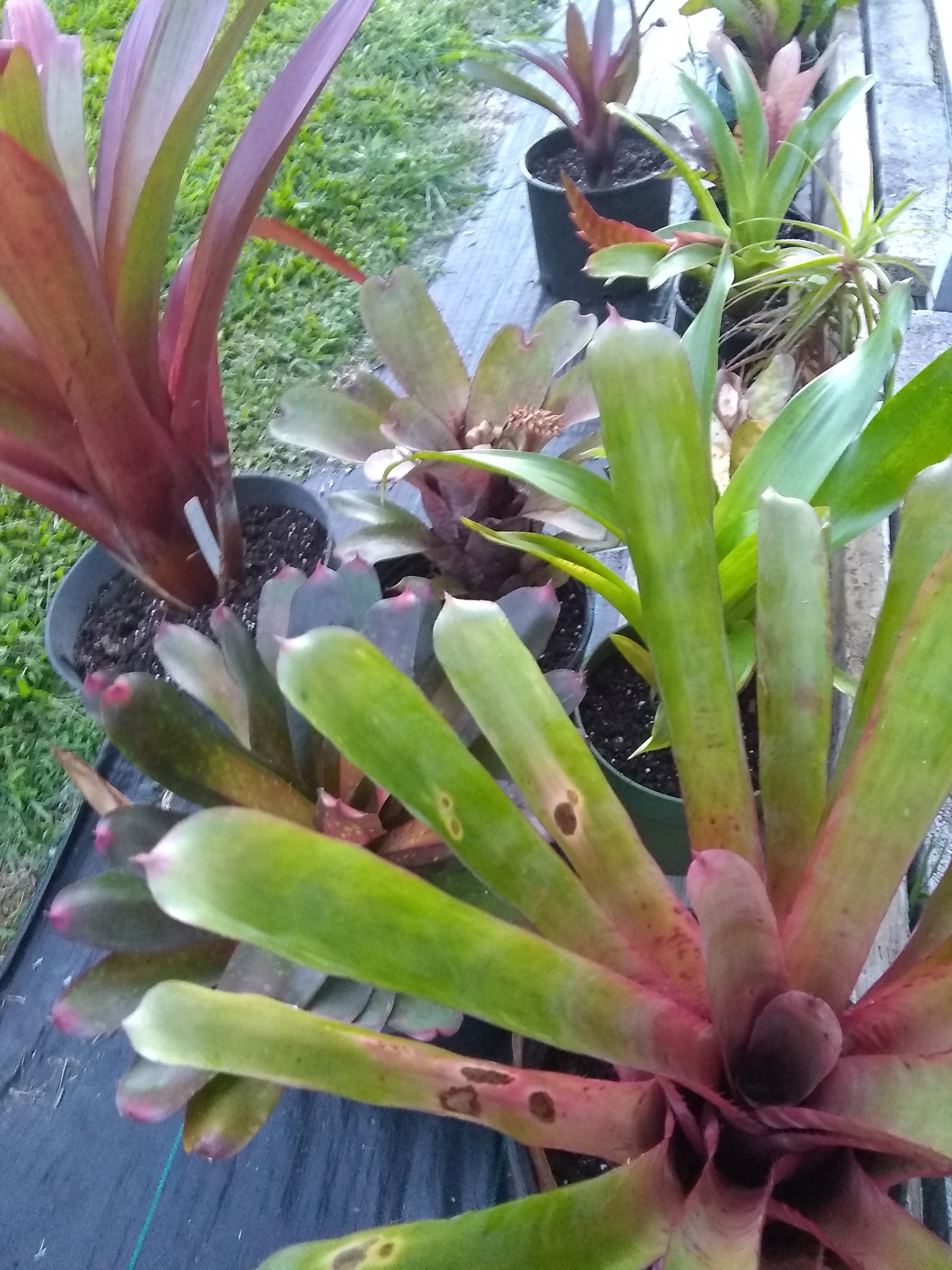 102日目:ドリアンを植えた