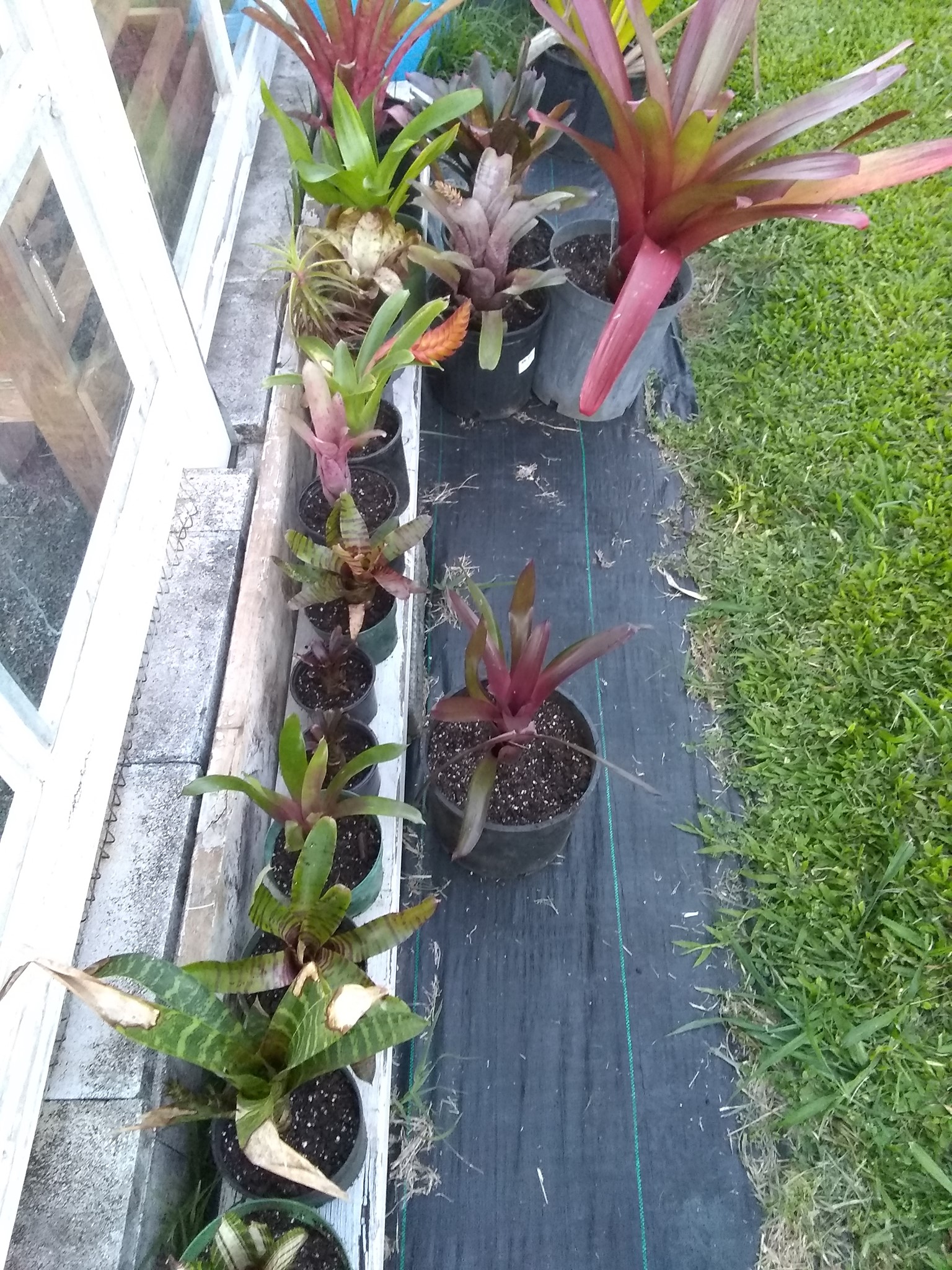 102日目:ドリアンを植えた