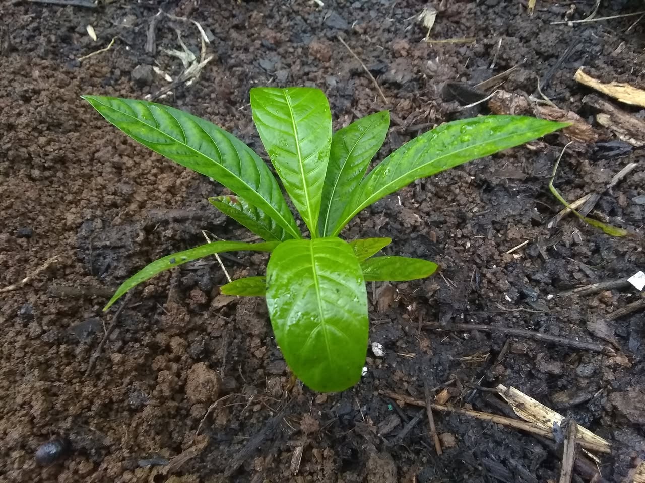 103日目:ボロジョを植えた