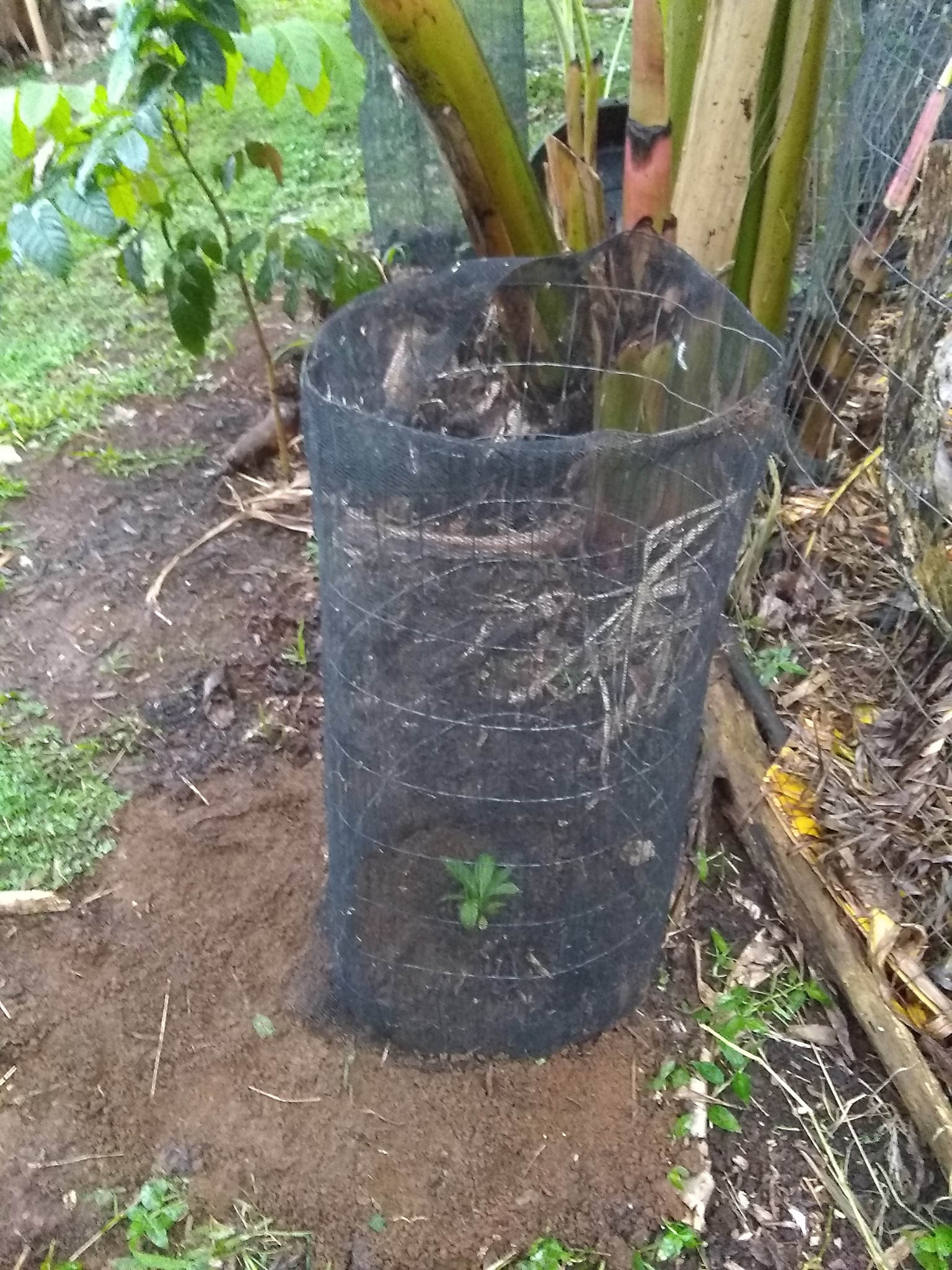103日目:ボロジョを植えた