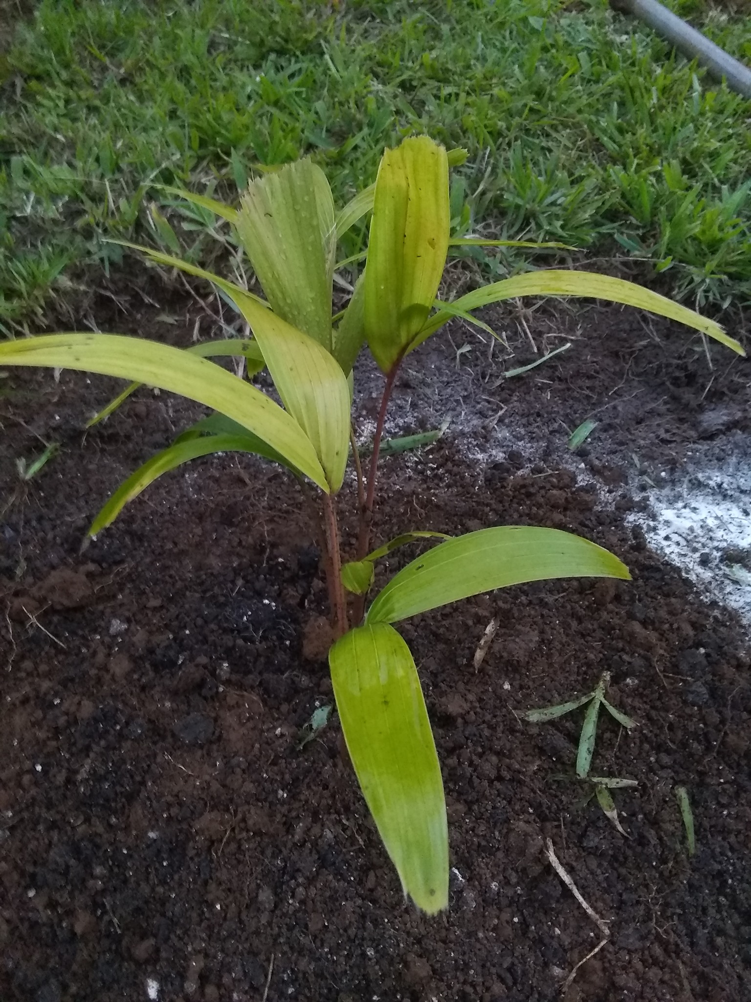 104日目:クイーンパームを植えた