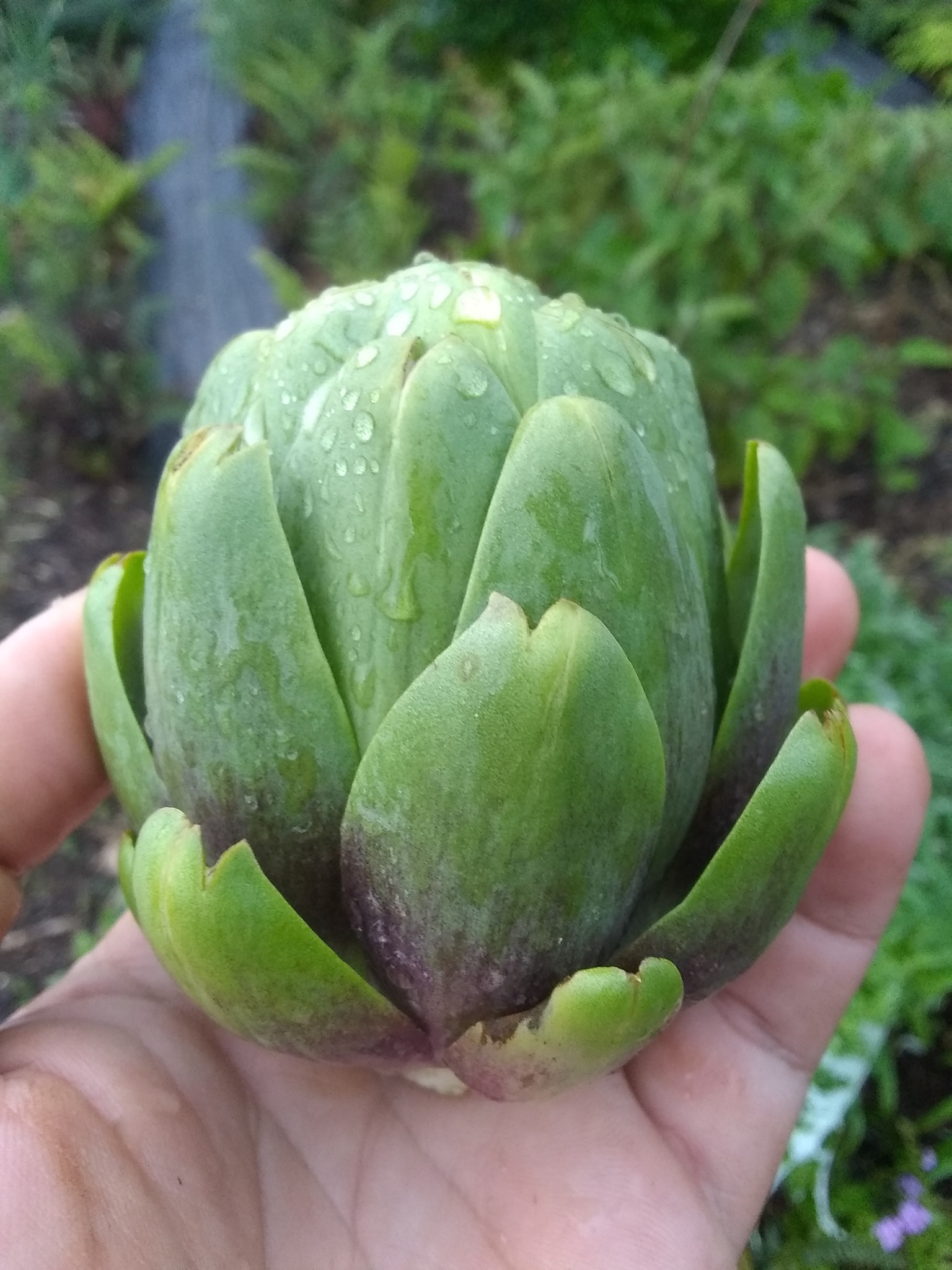 104日目:クイーンパームを植えた