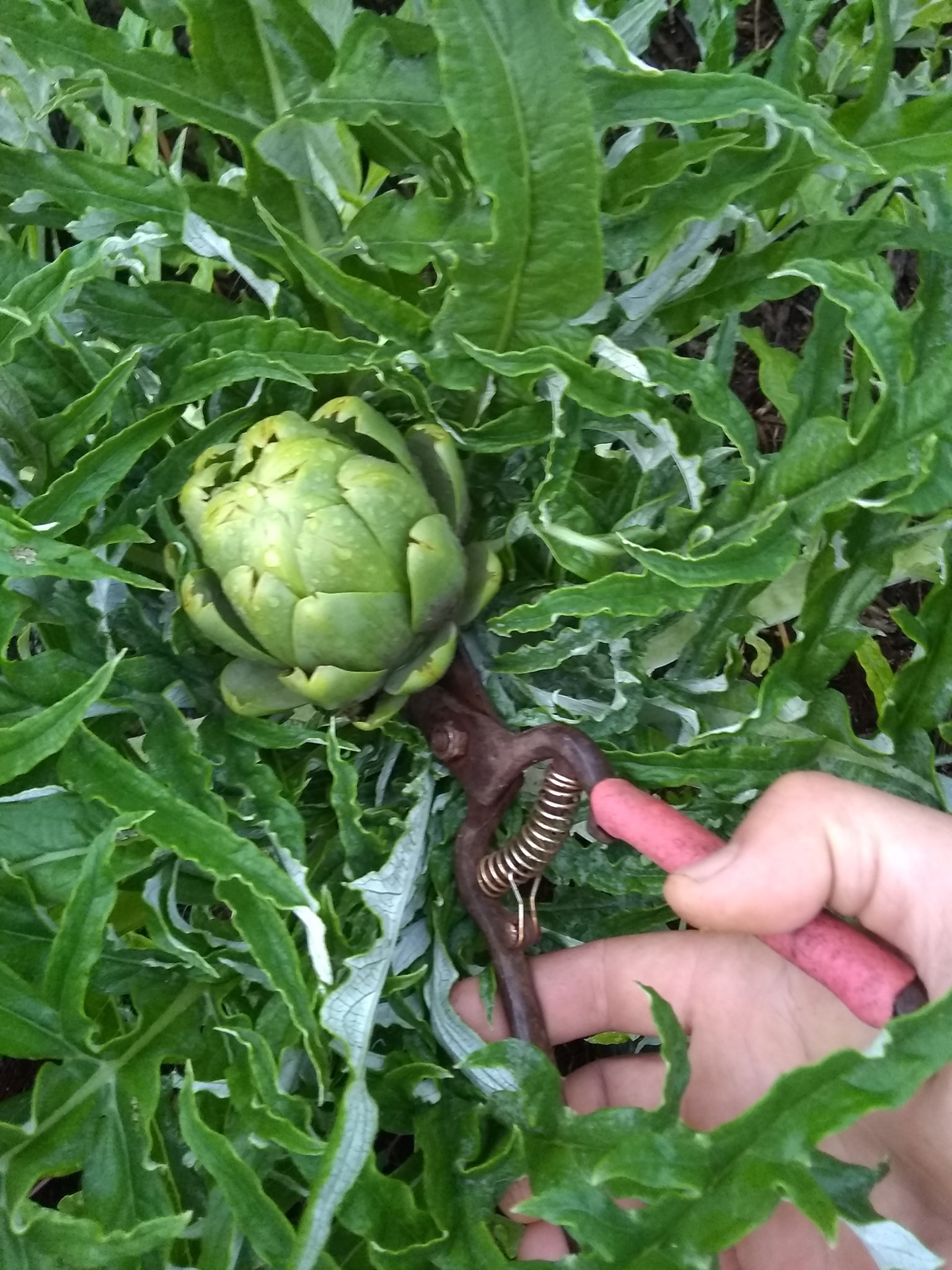 104日目:クイーンパームを植えた