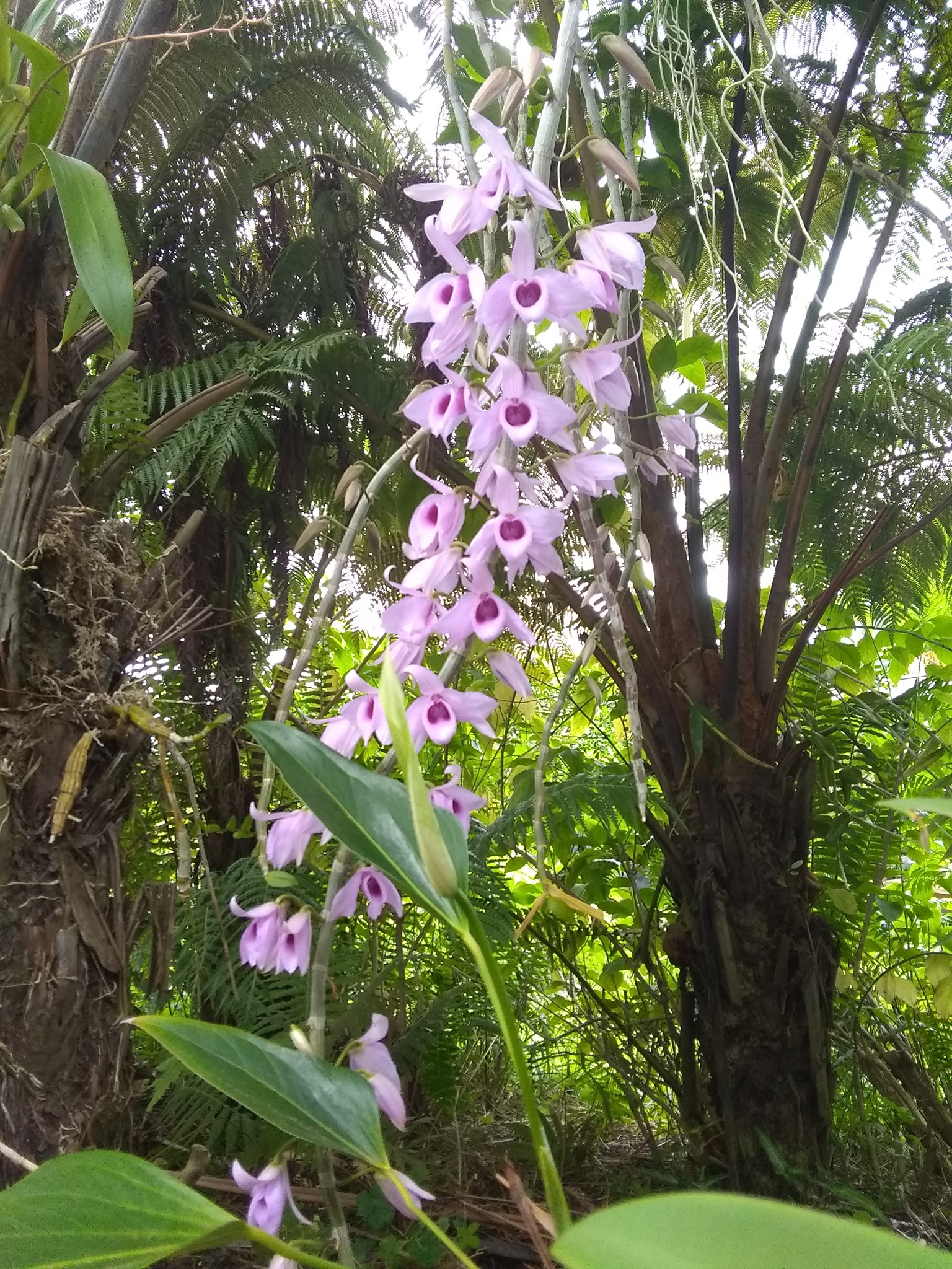 105日目:クイーンパームを植えた