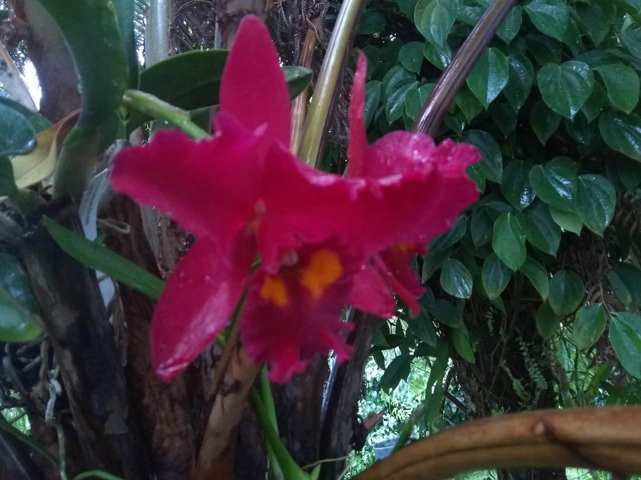 105日目:クイーンパームを植えた