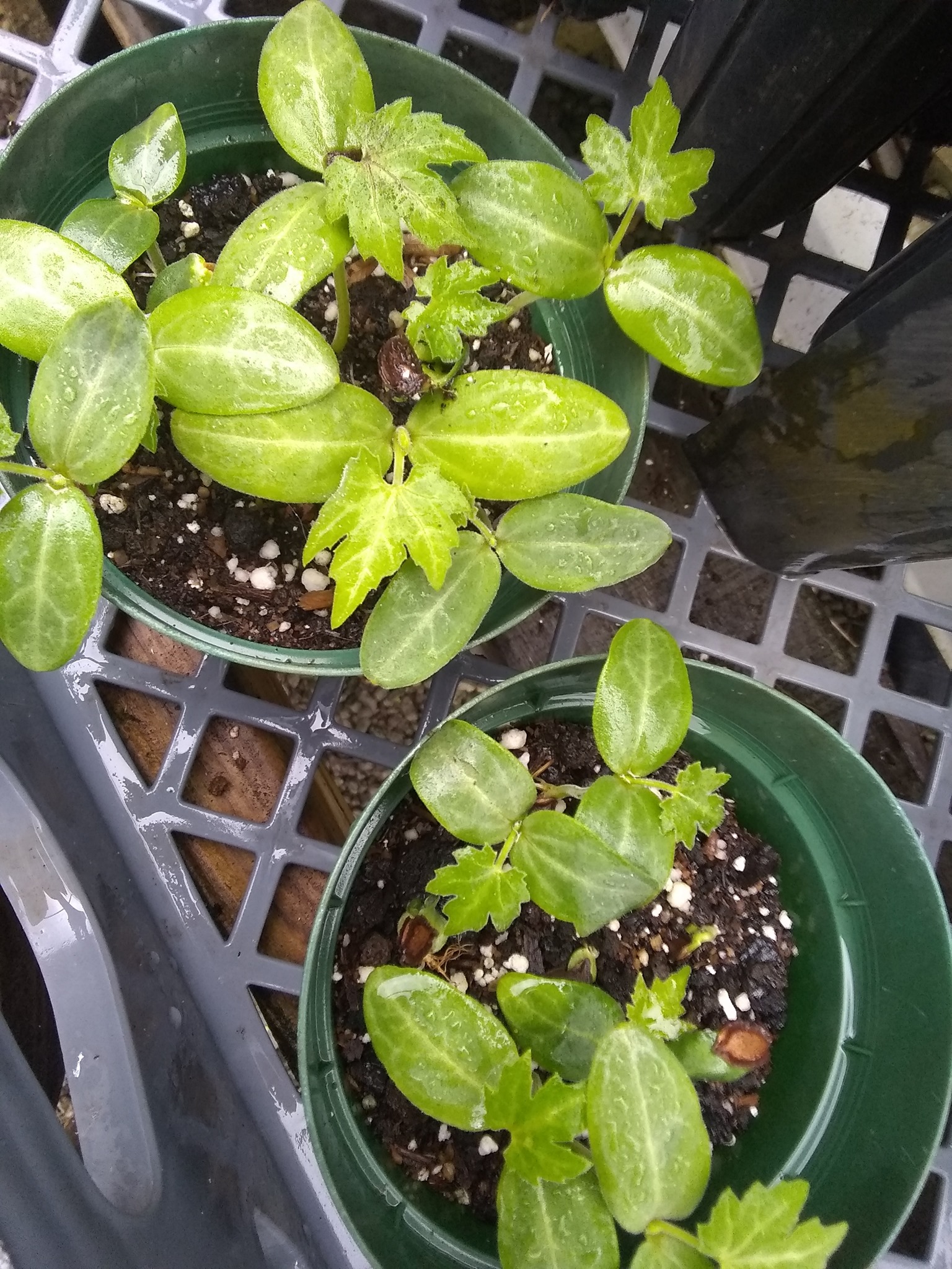 105日目:クイーンパームを植えた