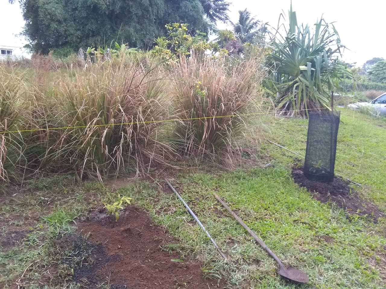 105日目:クイーンパームを植えた