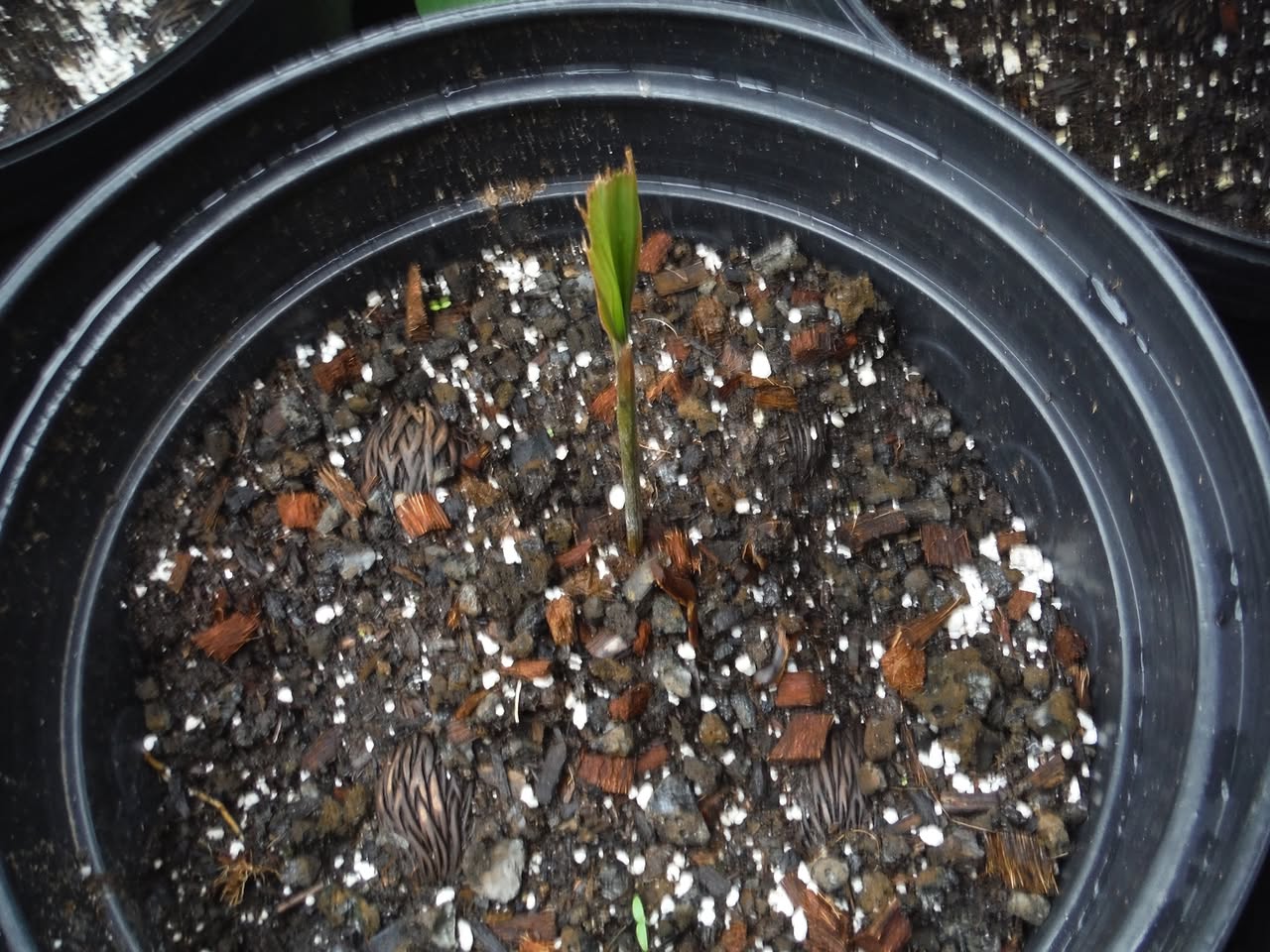 107日目:クイーンパームを植えた