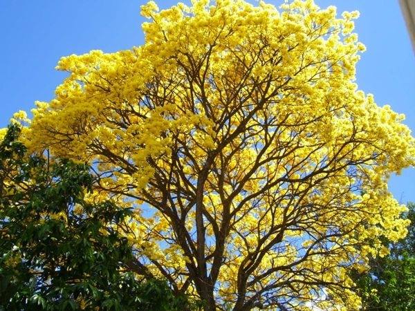 108日目:ゴールデントランペットを植えた