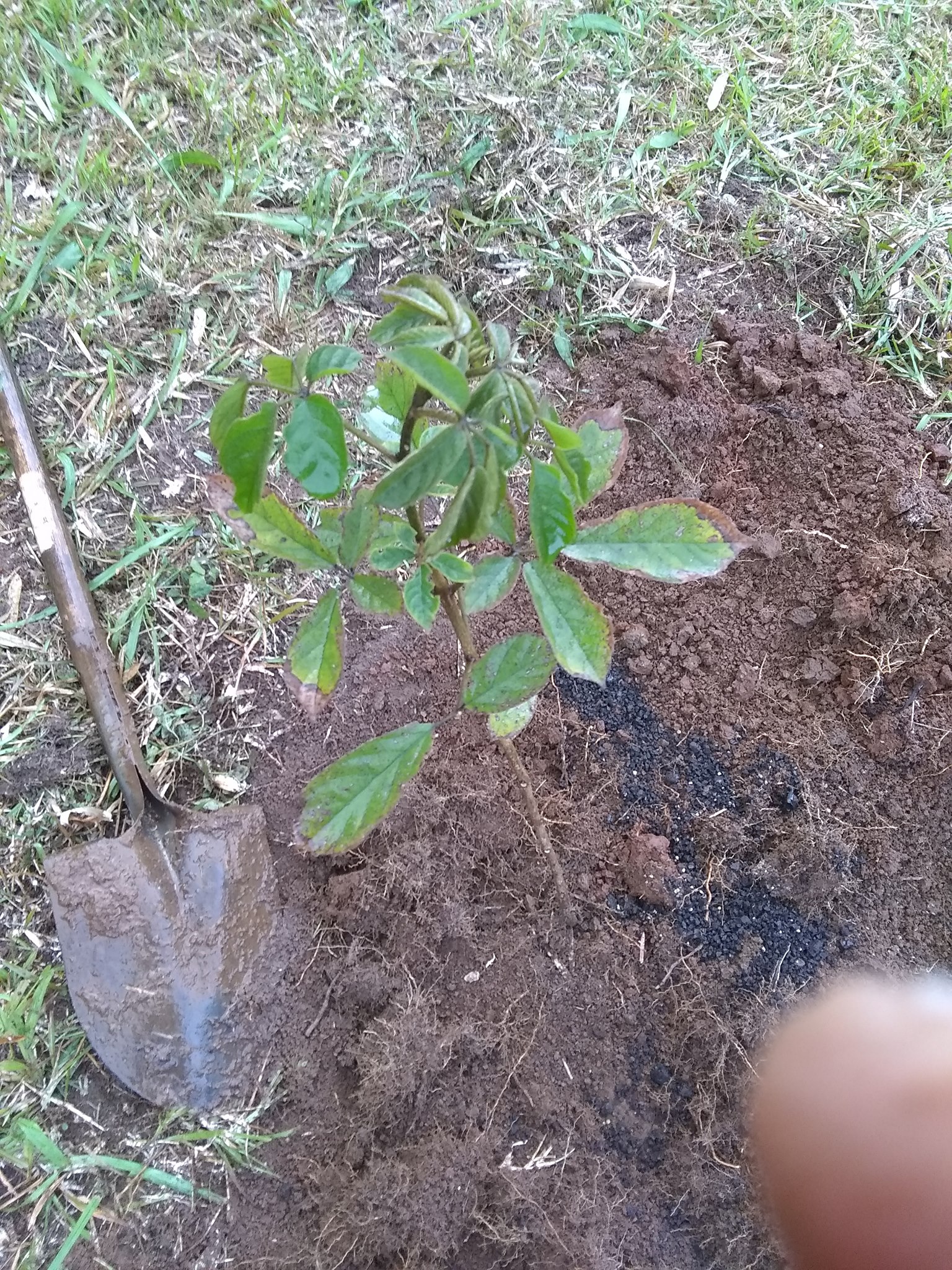 108日目:ゴールデントランペットを植えた
