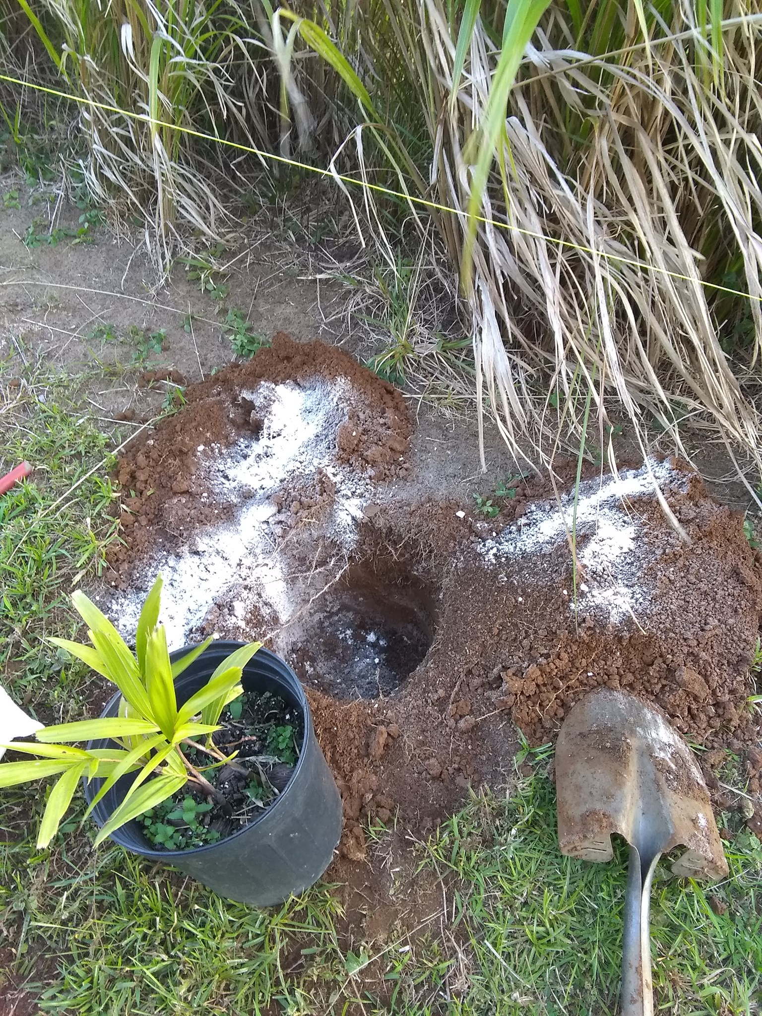 109日目:クイーンパーム を植えた