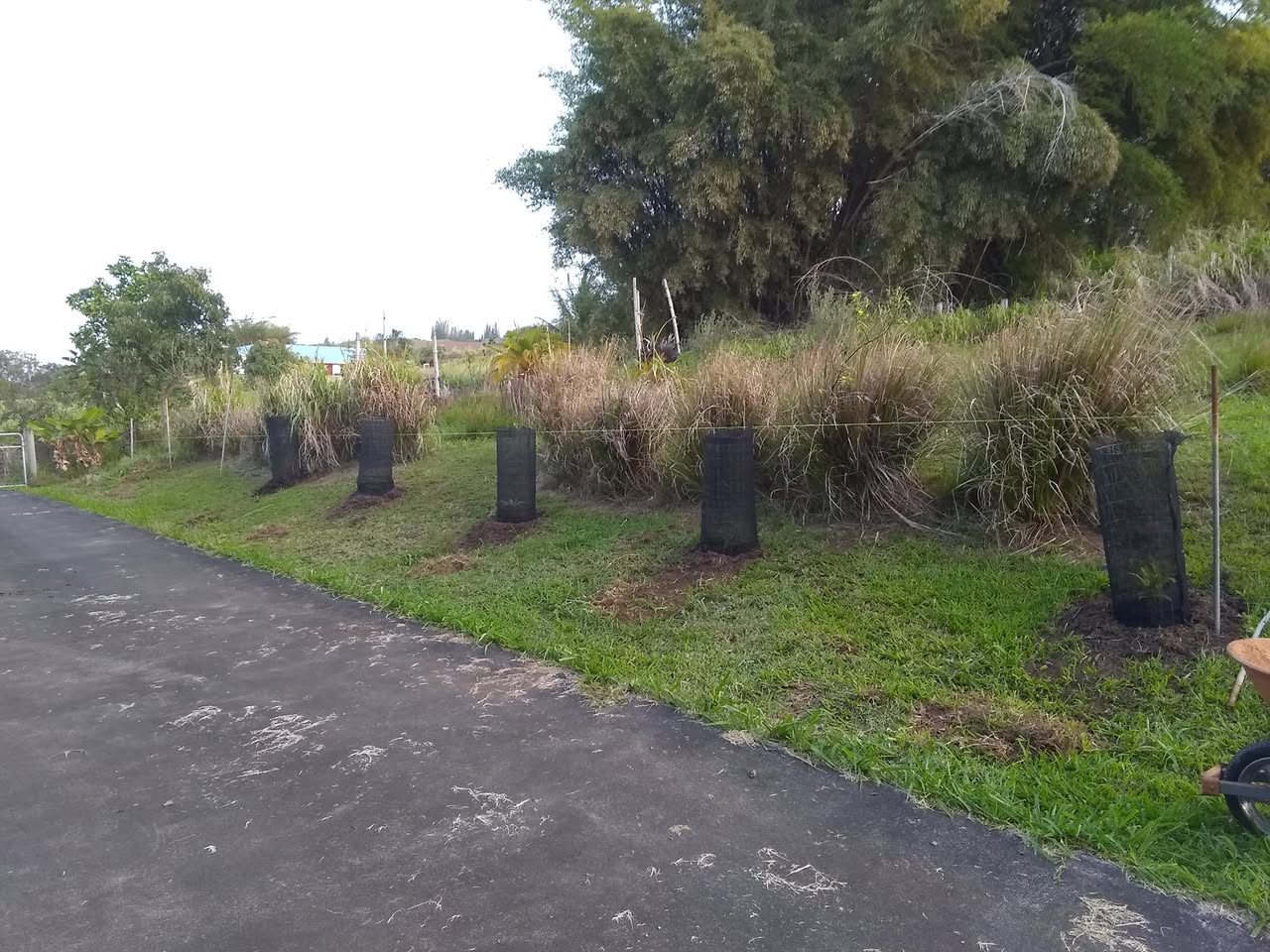109日目:クイーンパーム を植えた