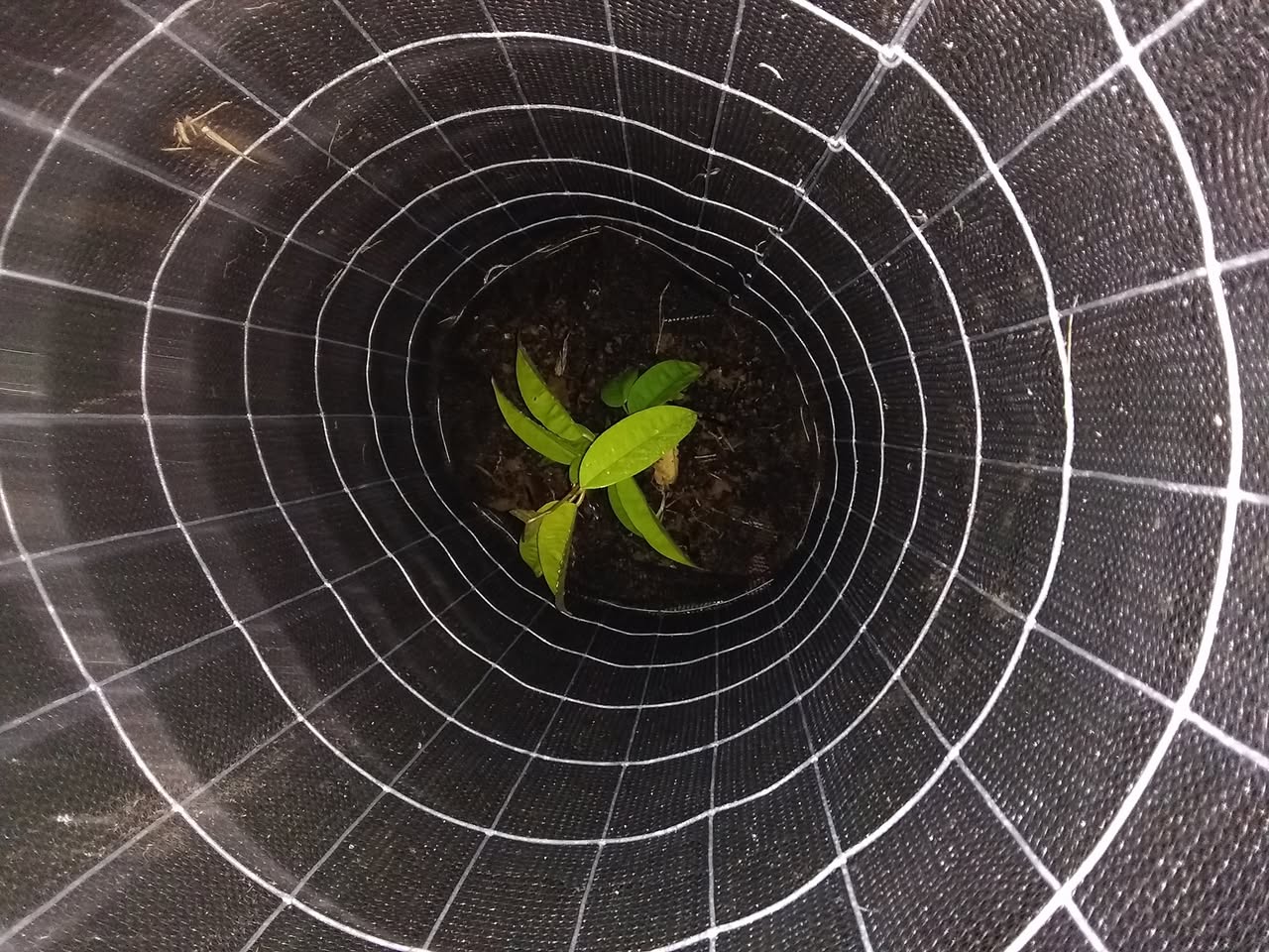 11日目:夜にドリアンを植えた