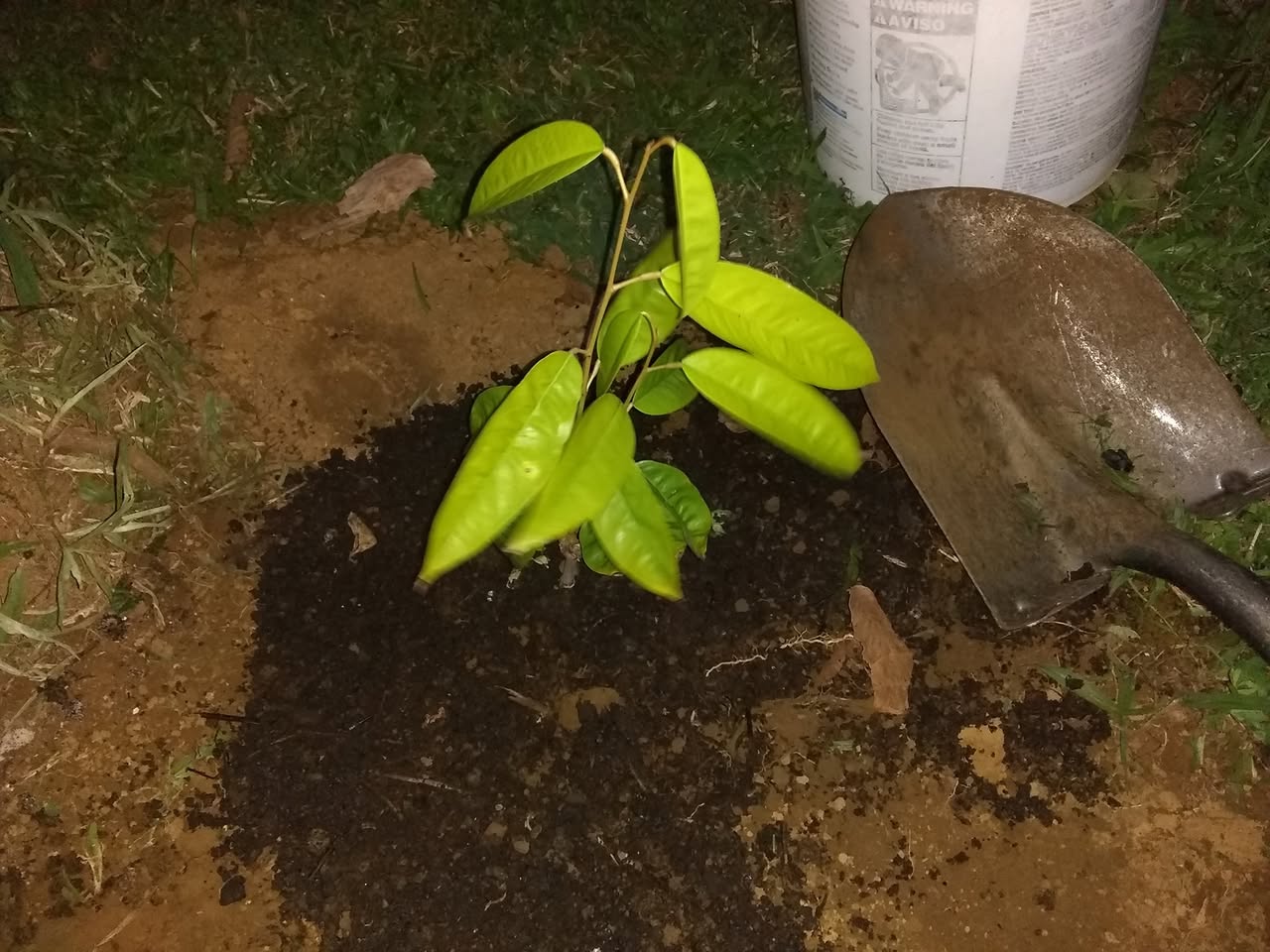11日目:夜にドリアンを植えた