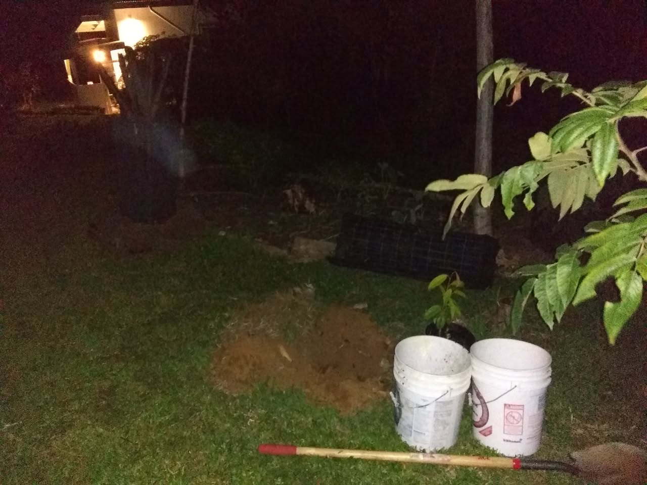 11日目:夜にドリアンを植えた