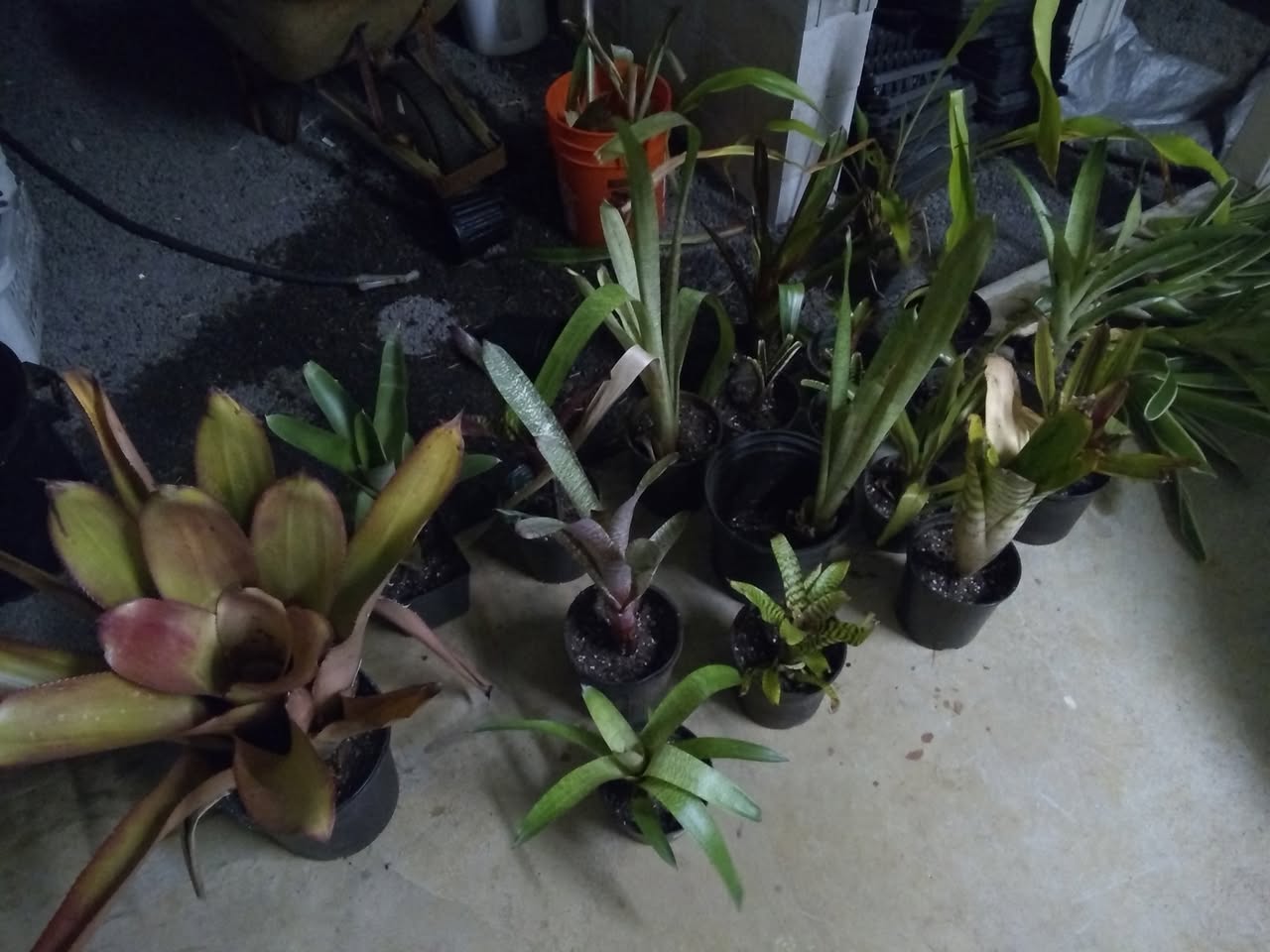 110日目:ブロメリアを鉢植えした