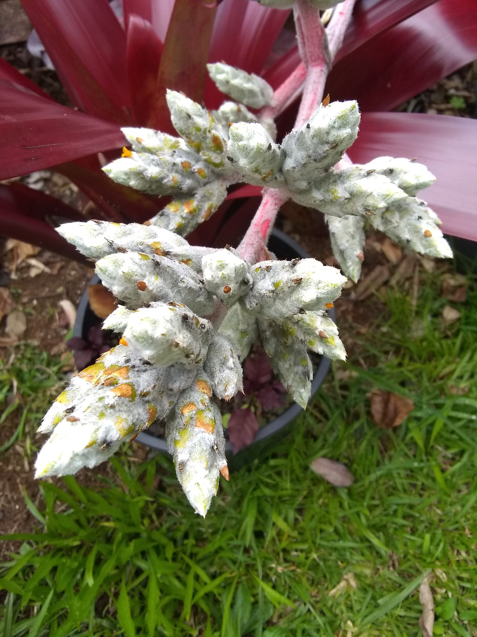 110日目:ブロメリアを鉢植えした