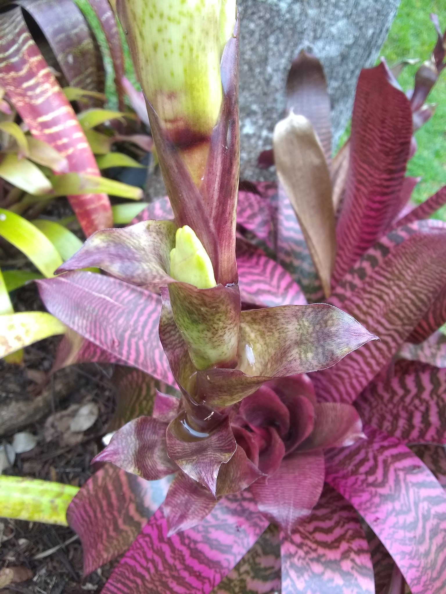 110日目:ブロメリアを鉢植えした
