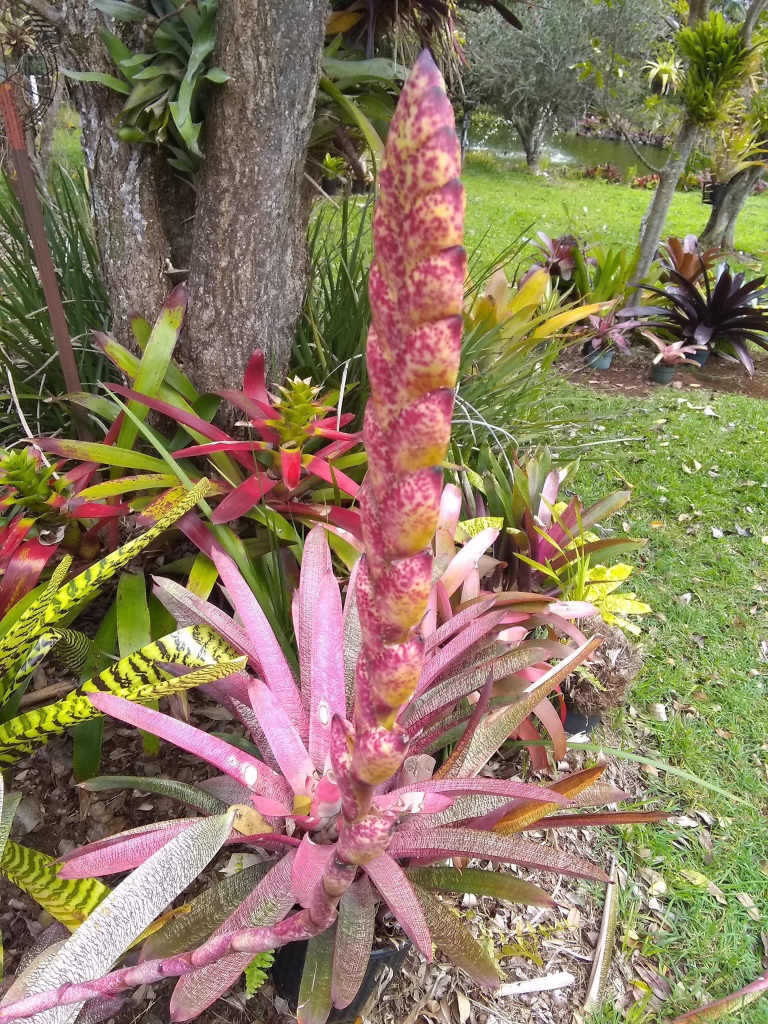 110日目:ブロメリアを鉢植えした