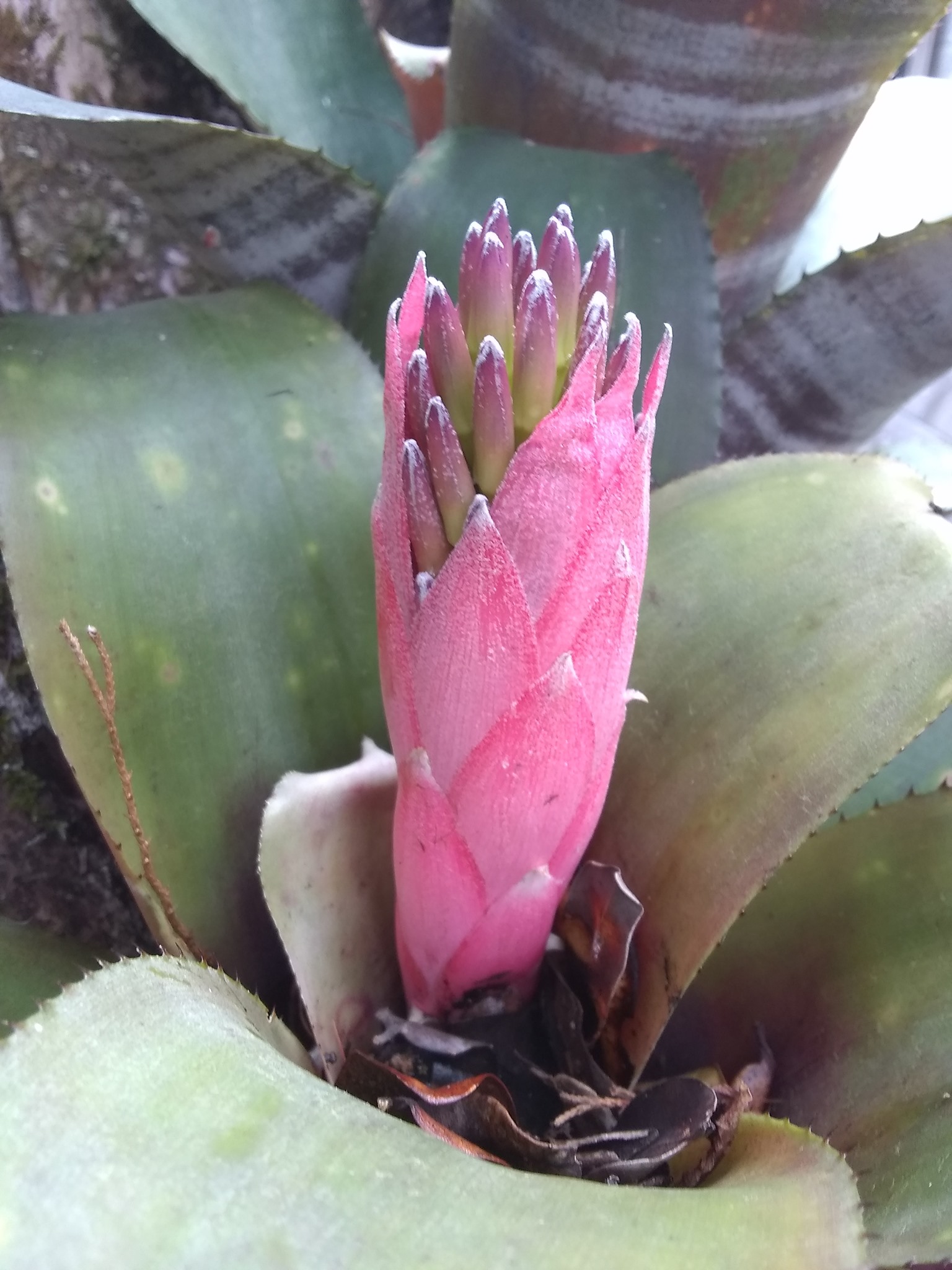 110日目:ブロメリアを鉢植えした