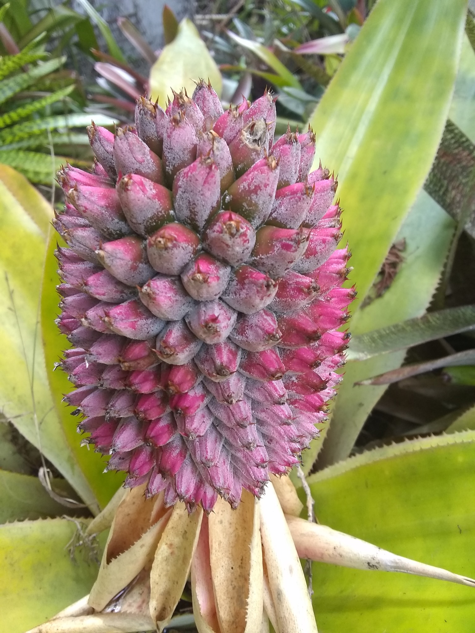 110日目:ブロメリアを鉢植えした