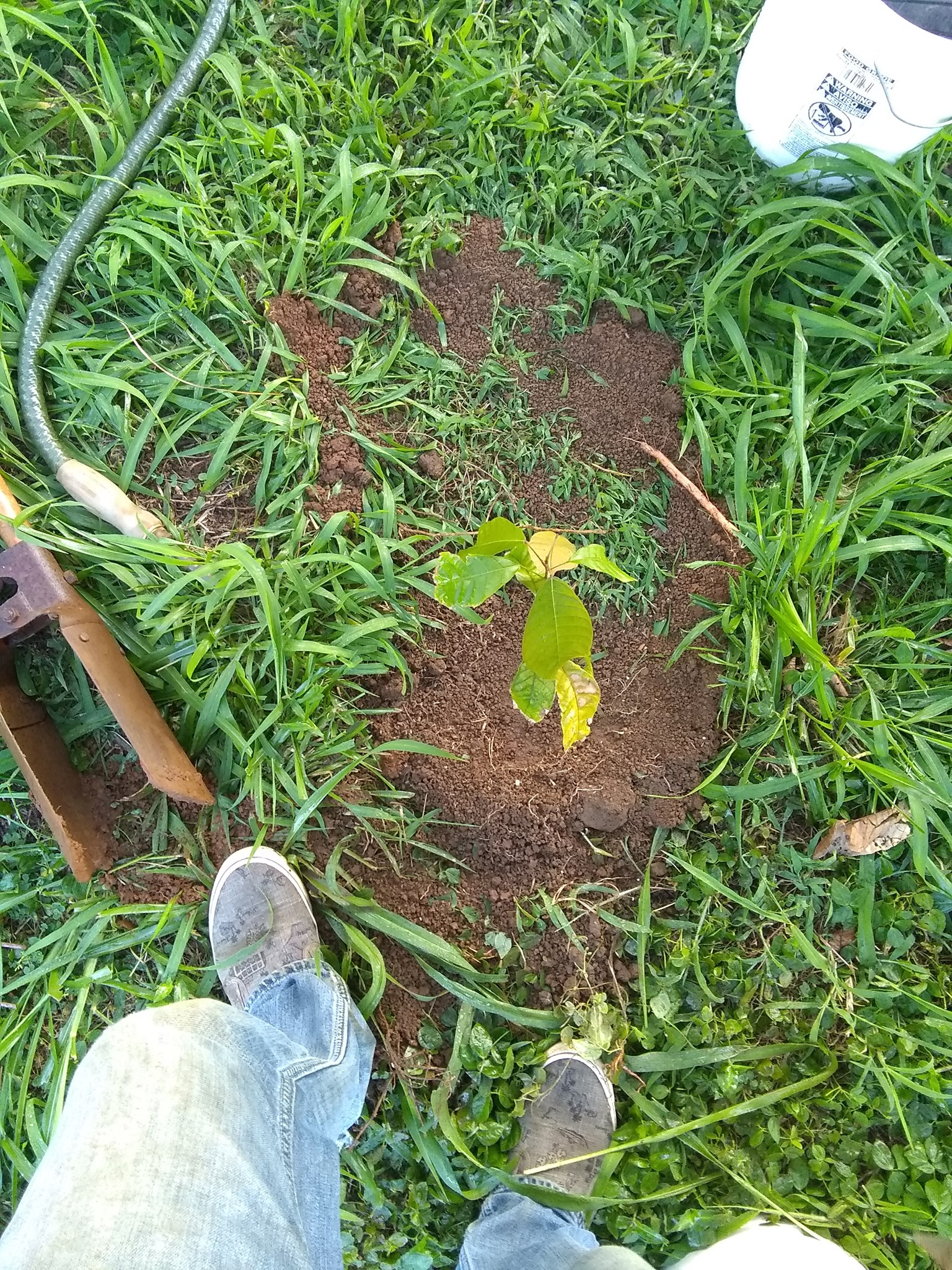 111日目:カカオを植えた