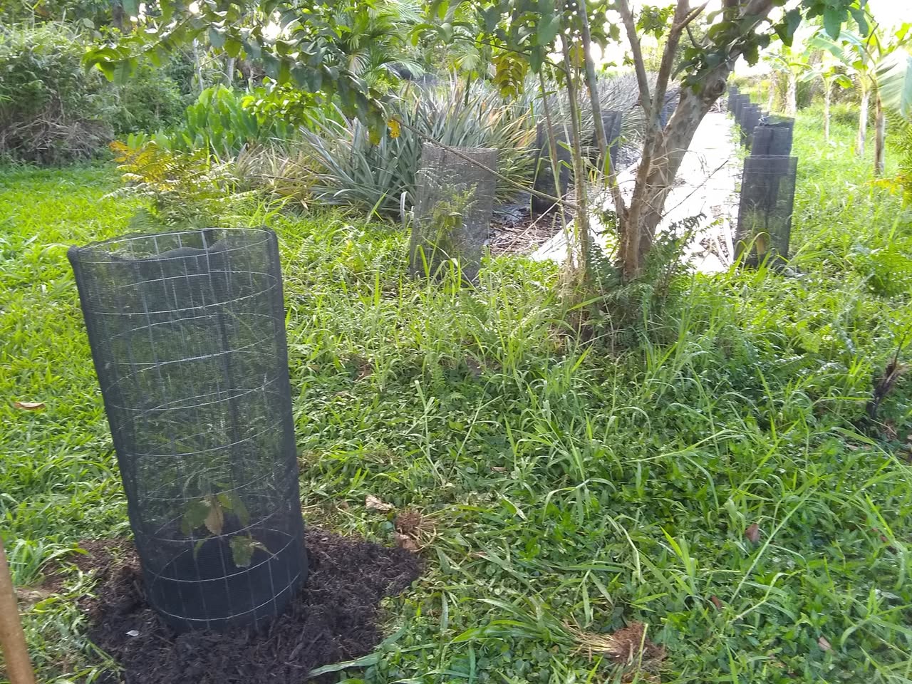 111日目:カカオを植えた